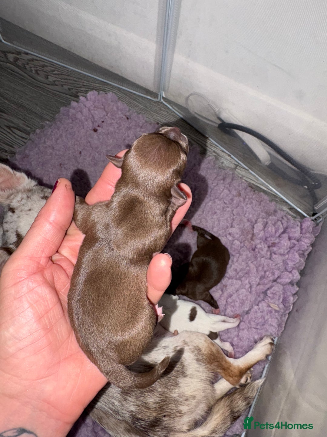 Chihuahua dogs for sale: 🐶 xxs Stunning pure chihuahua pups 🐶 - Image 12