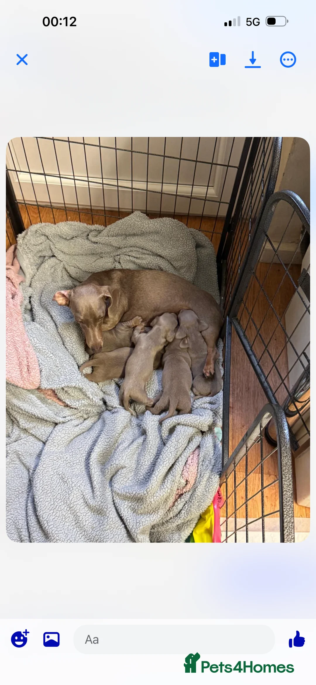 Dachshund dogs for sale: 4 beautiful dashhunds  in Walsall - Advert 2