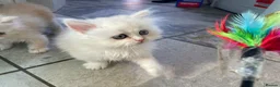 Persian cats for sale: Persian kittens in Rugby - Advert 18