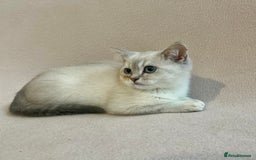 British Shorthair cats for sale: PUREBRED BSH KITTENS SOLD - Image 1