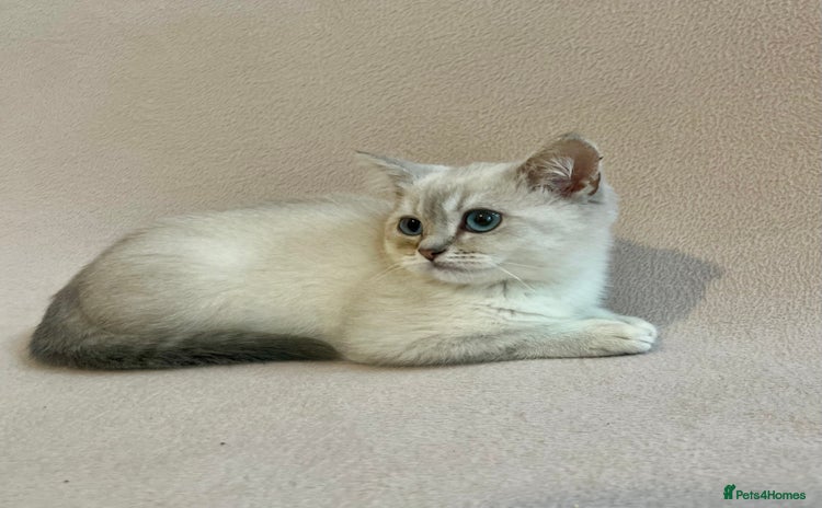 British Shorthair cats - Advert 2