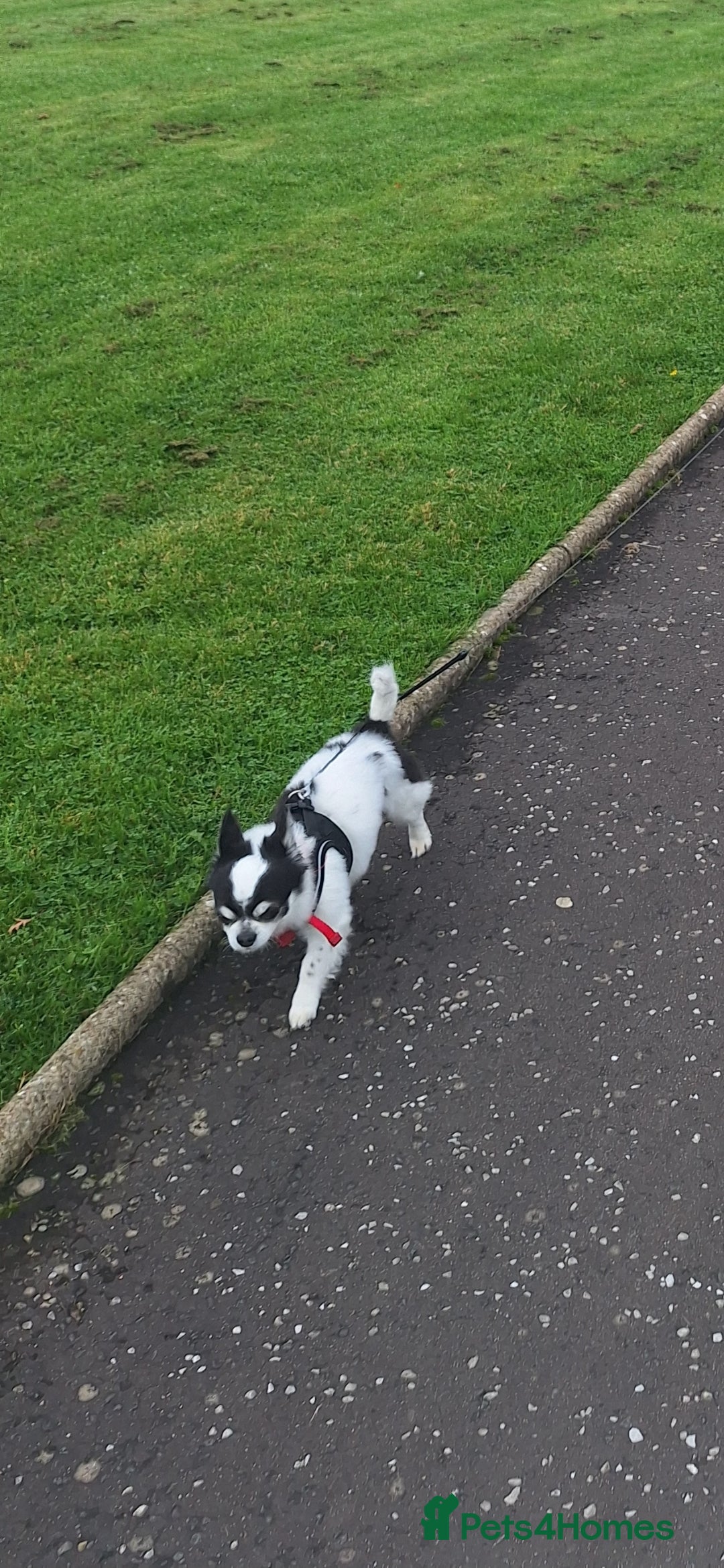 Chihuahua dogs for sale: Black and white long-haired chihuahua  - Advert 4