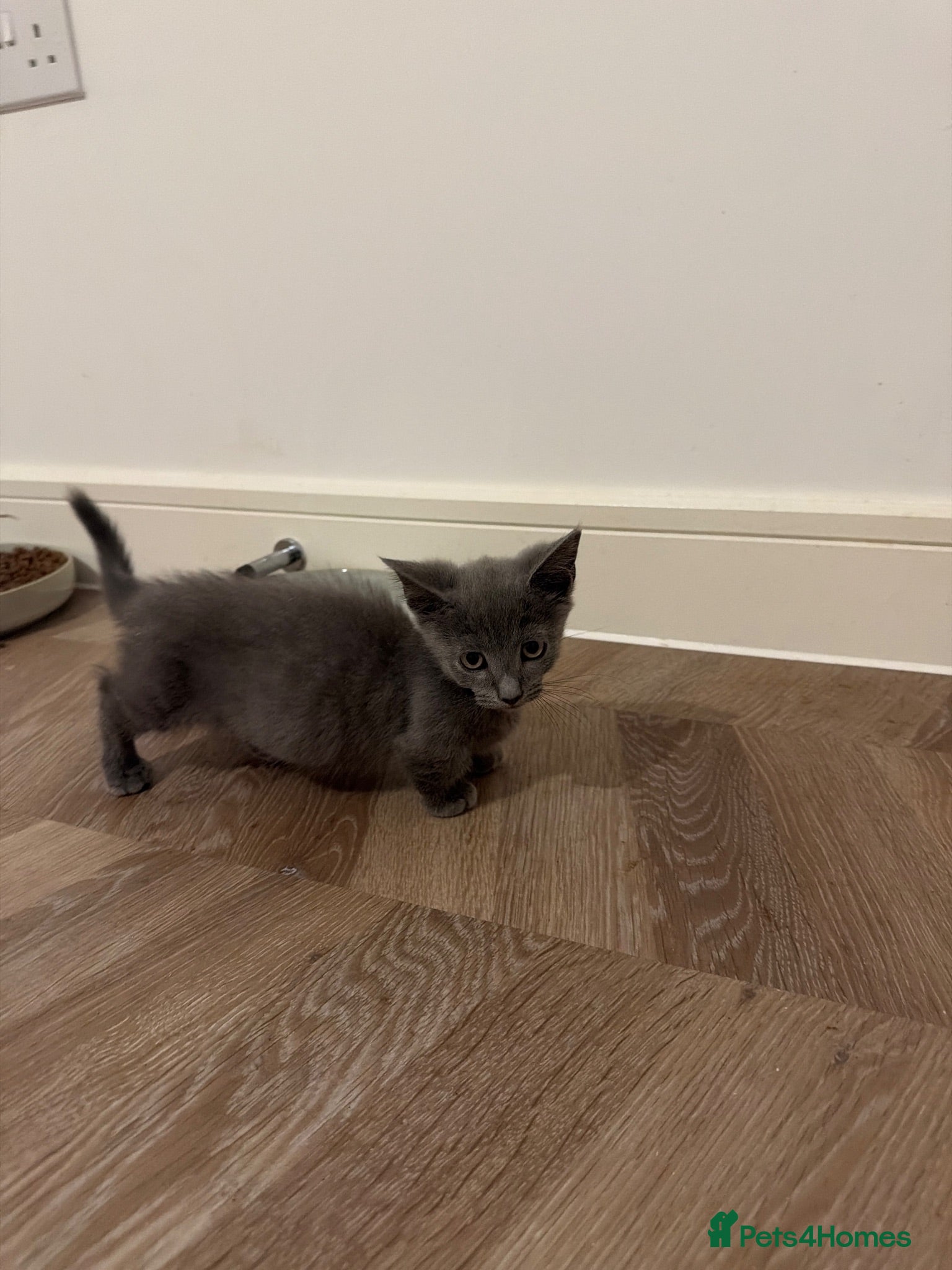 Munchkin cats standard munchkin boy - blue short-haired kitten - Advert 7
