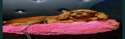 Cavapoo dogs for sale: Beautiful Red Cavapoo Miniature Puppies  - Advert 8