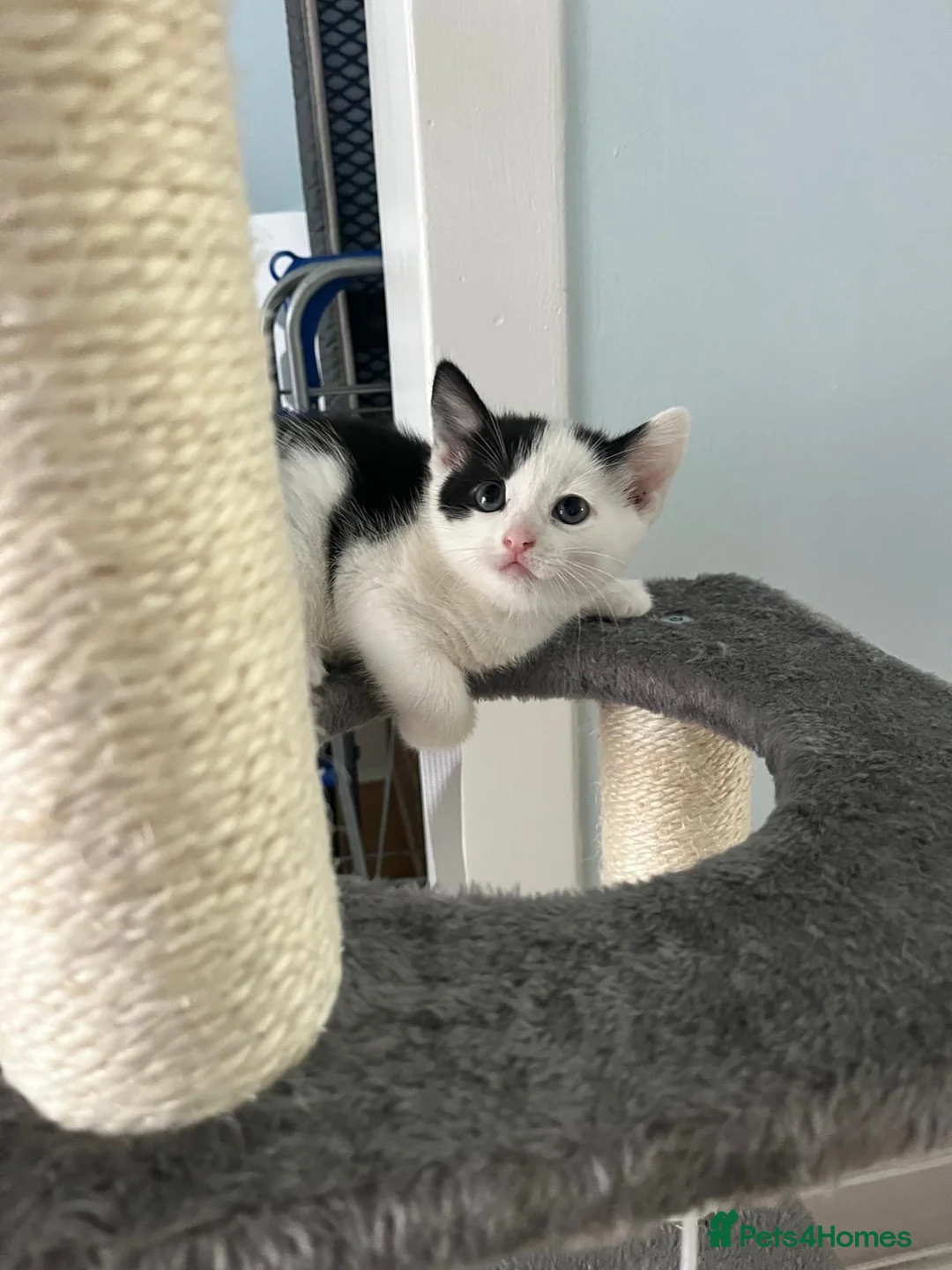 Mixed Breed cats for sale: Adorable kittens are looking for a new home - Advert 2
