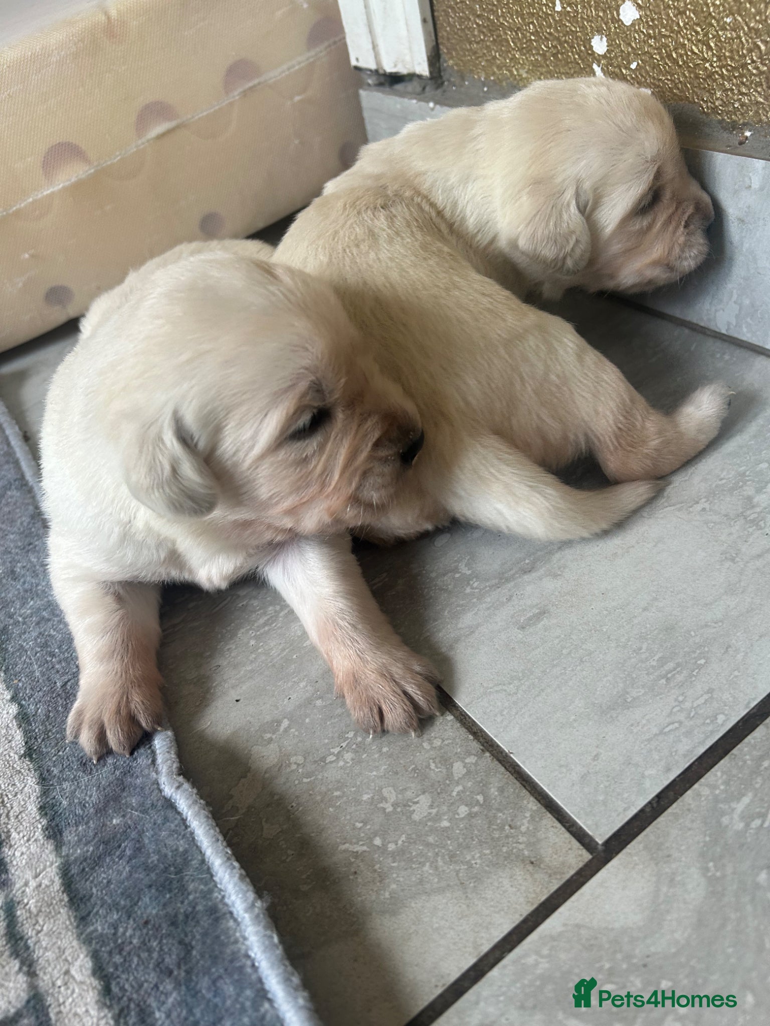Goldador dogs Labrador Retriver fci champion golden retriever - Advert 11