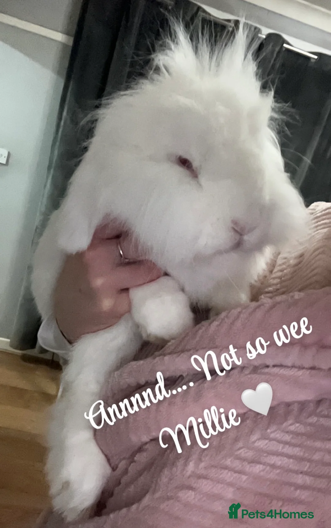Mixed Breed rabbits for sale: ** Free to a good home ** in Edinburgh - Advert 3