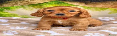 Cavalier King Charles Spaniel 2