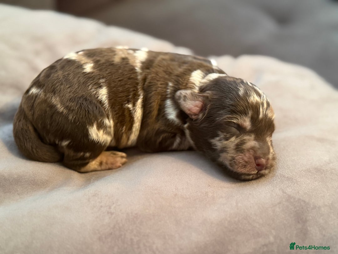 Labradoodle dogs for sale:  Rare Merle Labradoodle Puppies ready 25/10/25 - Image 17