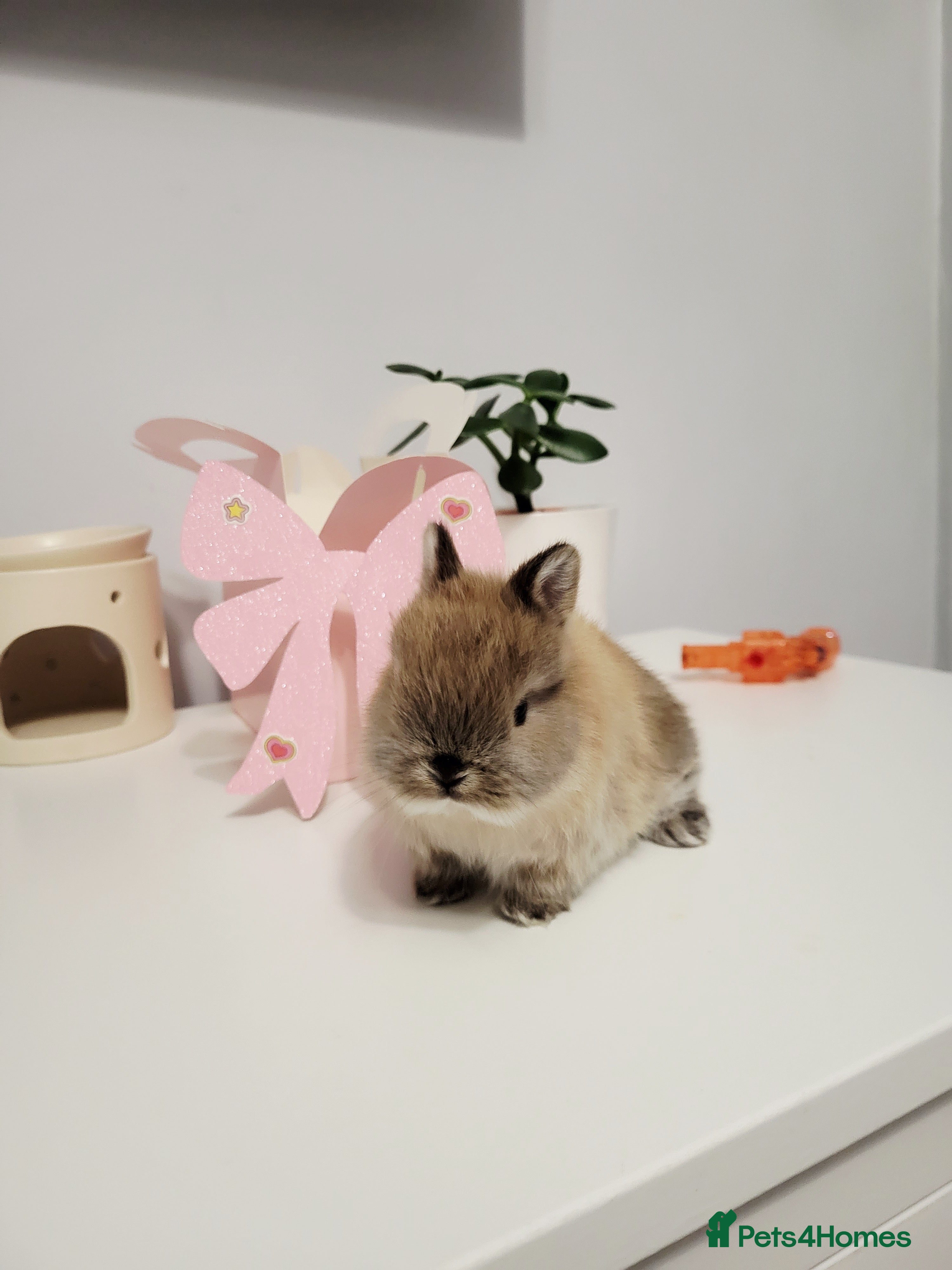 Netherland Dwarf rabbits  have stunning little rabbit ready for rezeve now  - Advert 1