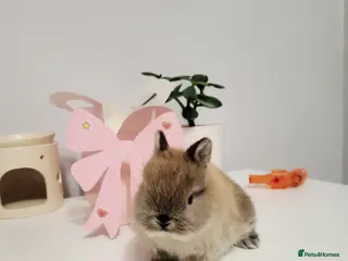 Netherland Dwarf rabbits have stunning little rabbit ready for rezeve now - Advert 1