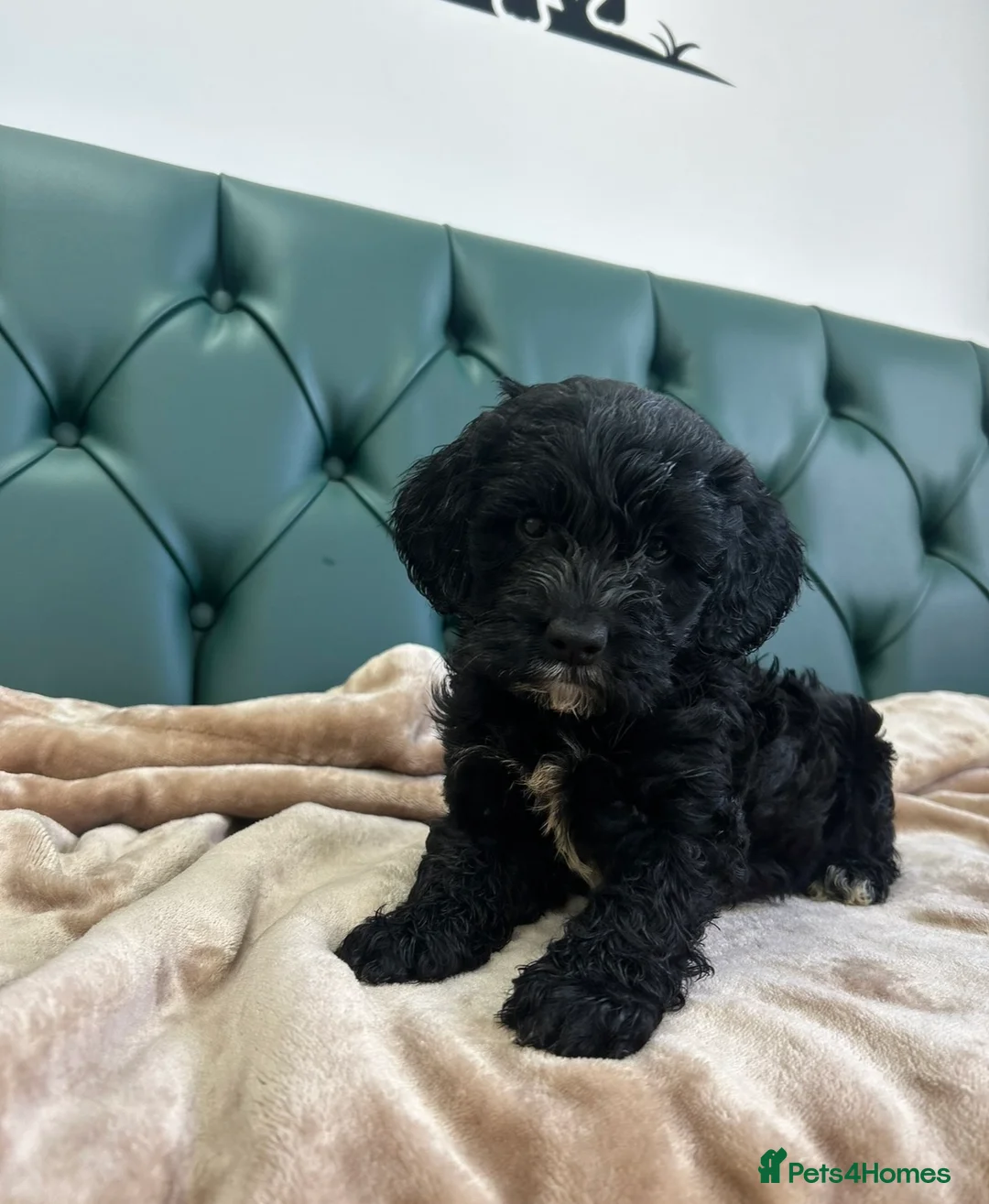 Cockapoo dogs for sale: Adorable Cockerpoo Puppy for Sale – Ready Now 🐾 - Advert 2