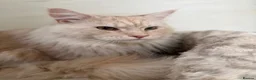 Maine Coon cats for stud: GCCF and TICA Maine Coon STUD ! - Advert 2