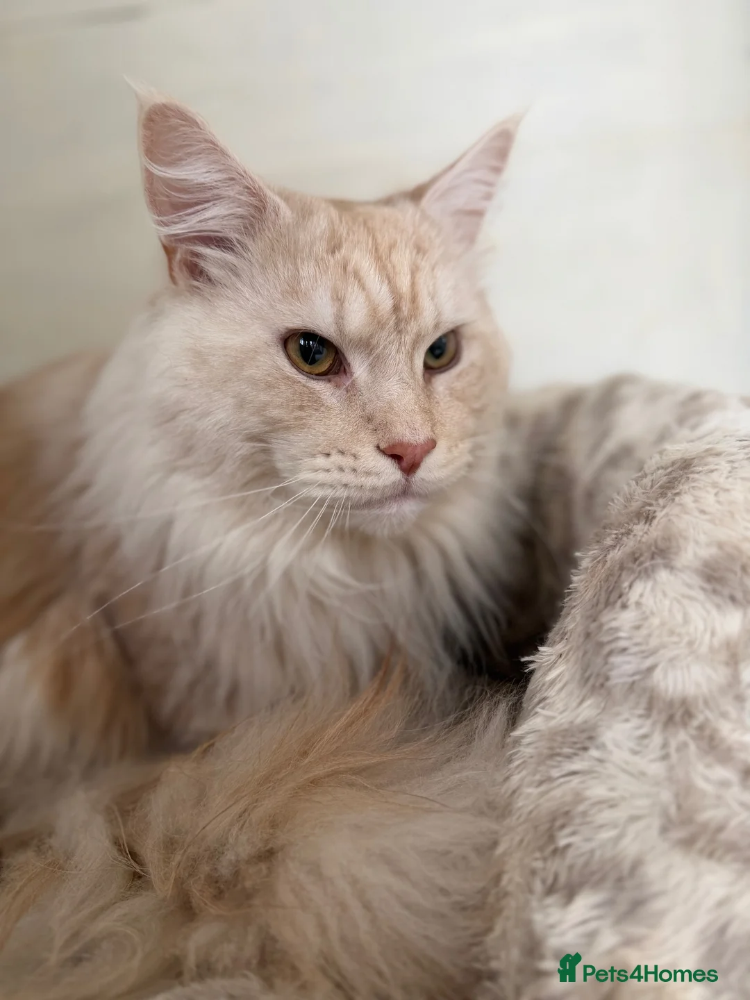 Maine Coon cats for stud: GCCF and TICA Maine Coon STUD ! - Advert 2