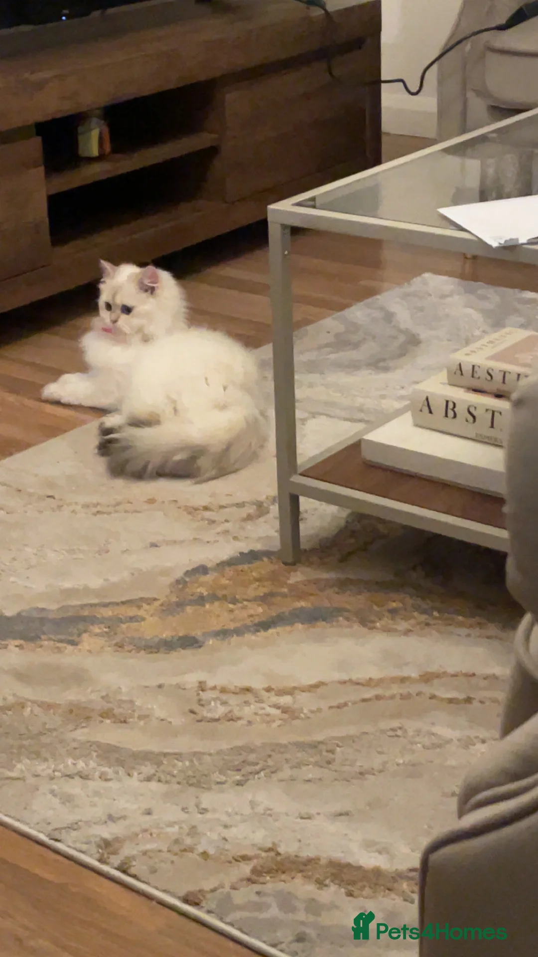 British Longhair cats for sale: PRINCESS Porscha - Advert 6