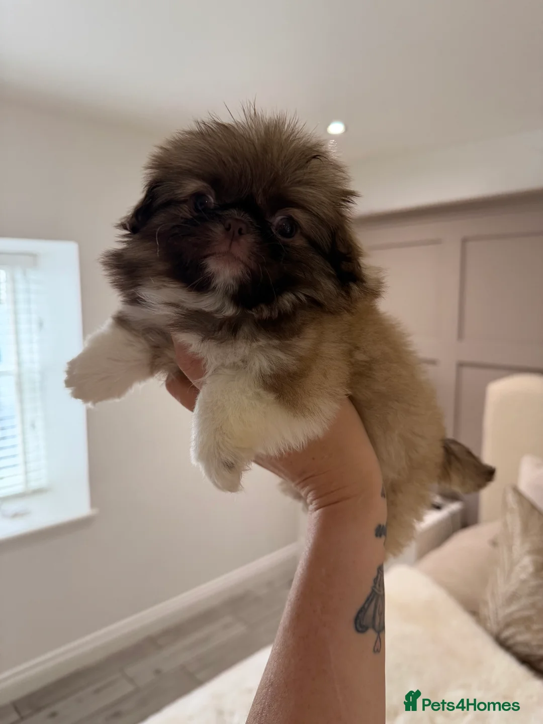 Pekingese dogs for sale: Kc Pekingnese puppies  in Strathaven - Advert 8