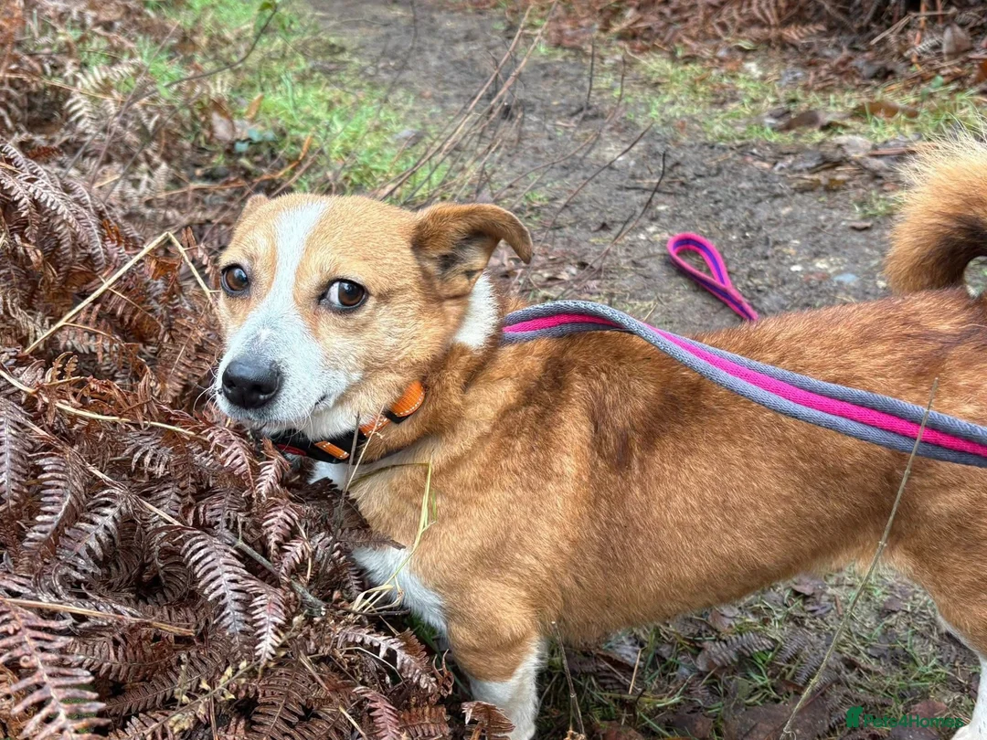 Mixed Breed dogs for adoption: Polly - Norwich Norfolk  - Advert 21