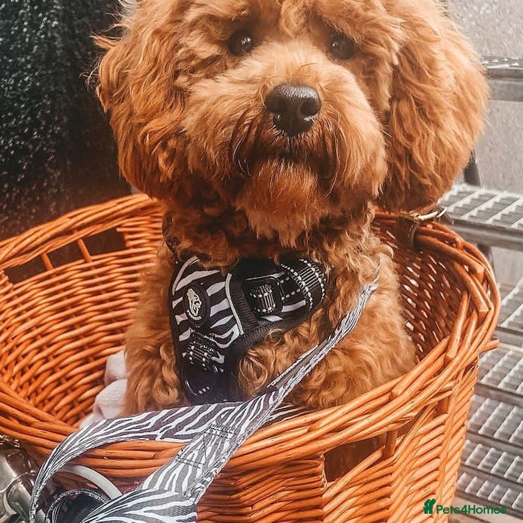 Toy Poodle dogs for sale: Charming Toy Poodle Puppies - Image 4