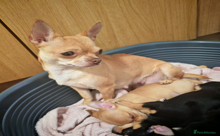 Chihuahua dogs - Advert 1