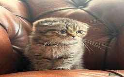 Scottish Fold cats for sale: 💫🐾Adorable kittens looking for loving homes🐾💫 - Image 18