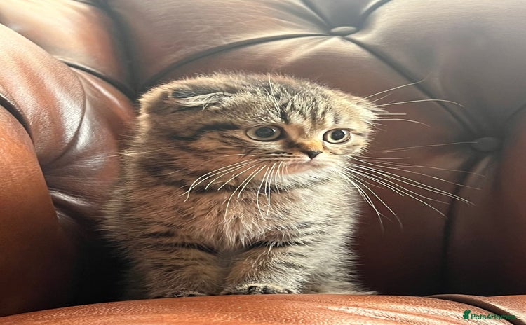 Scottish Fold cats - Advert 14