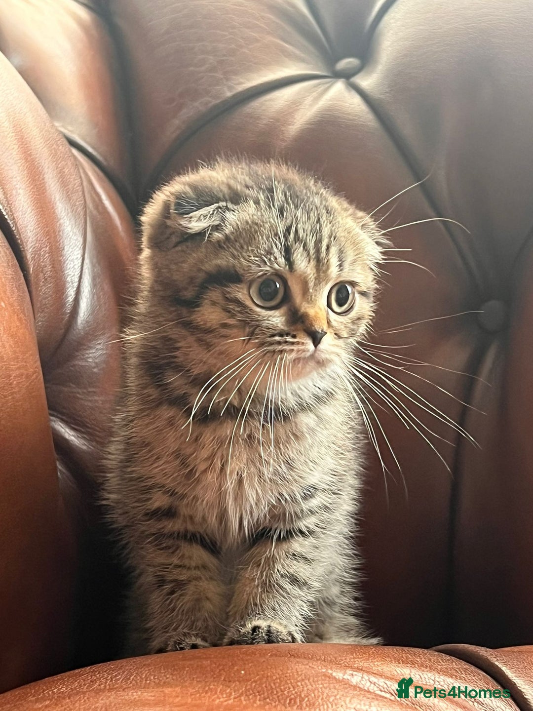 Scottish Fold cats for sale: 💫🐾Adorable kittens looking for loving homes🐾💫 - Image 18