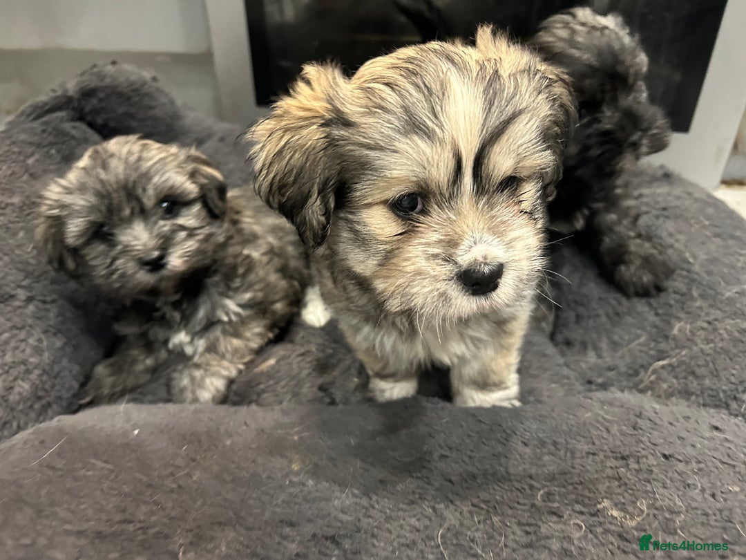 Mixed Breed dogs for sale: Maltese x Shih tzu  - Image 2