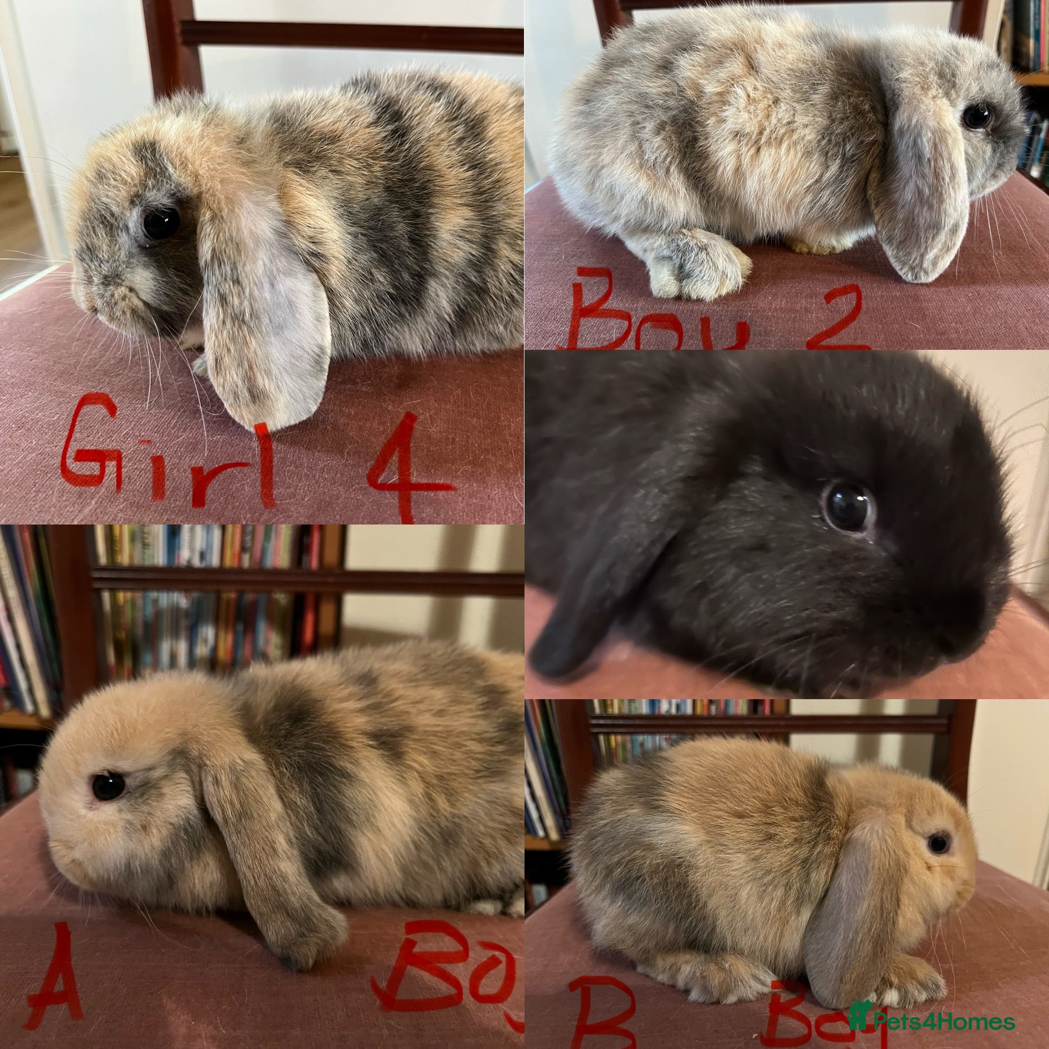 Mini Lop rabbits Beautiful Mini Lop Babies - Advert 1