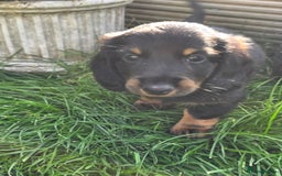 Miniature Dachshund dogs for sale: 3 left mini dachshund BOYS KC READY NOW   - Image 32