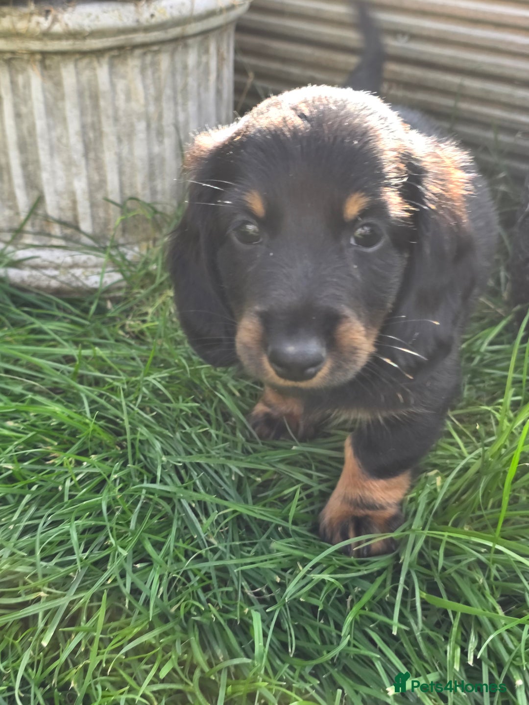 Miniature Dachshund dogs for sale: 3 left mini dachshund BOYS KC READY NOW   - Image 32