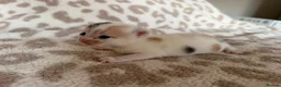 Mixed Breed cats for sale: Beautiful litter of kittens available! - Advert 10