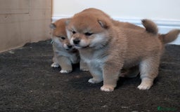Japanese Shiba Inu dogs for sale: Japanese shiba inu - Image 7