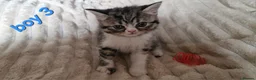 Exotic cats for sale: 4 beautiful exotic x kittens  - Advert 7