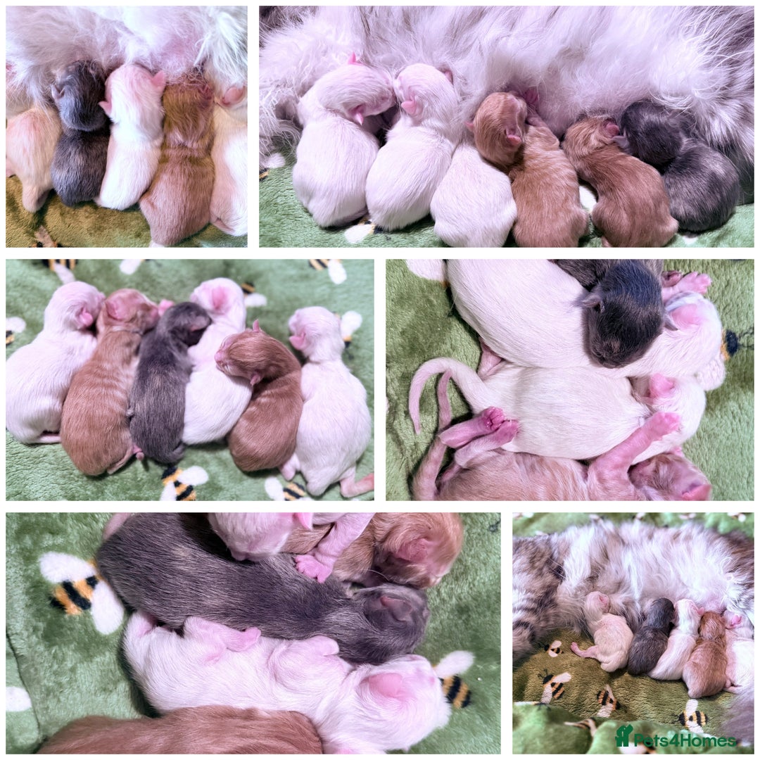 Maine Coon cats for sale: ANDERPRIDE HAVE KITTENS- INTEREST  OPEN  - Image 11