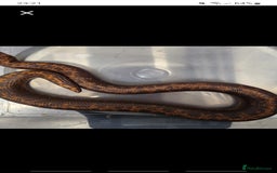 Snake reptiles for sale: Pair of Kenyan sandboas  - Image 3