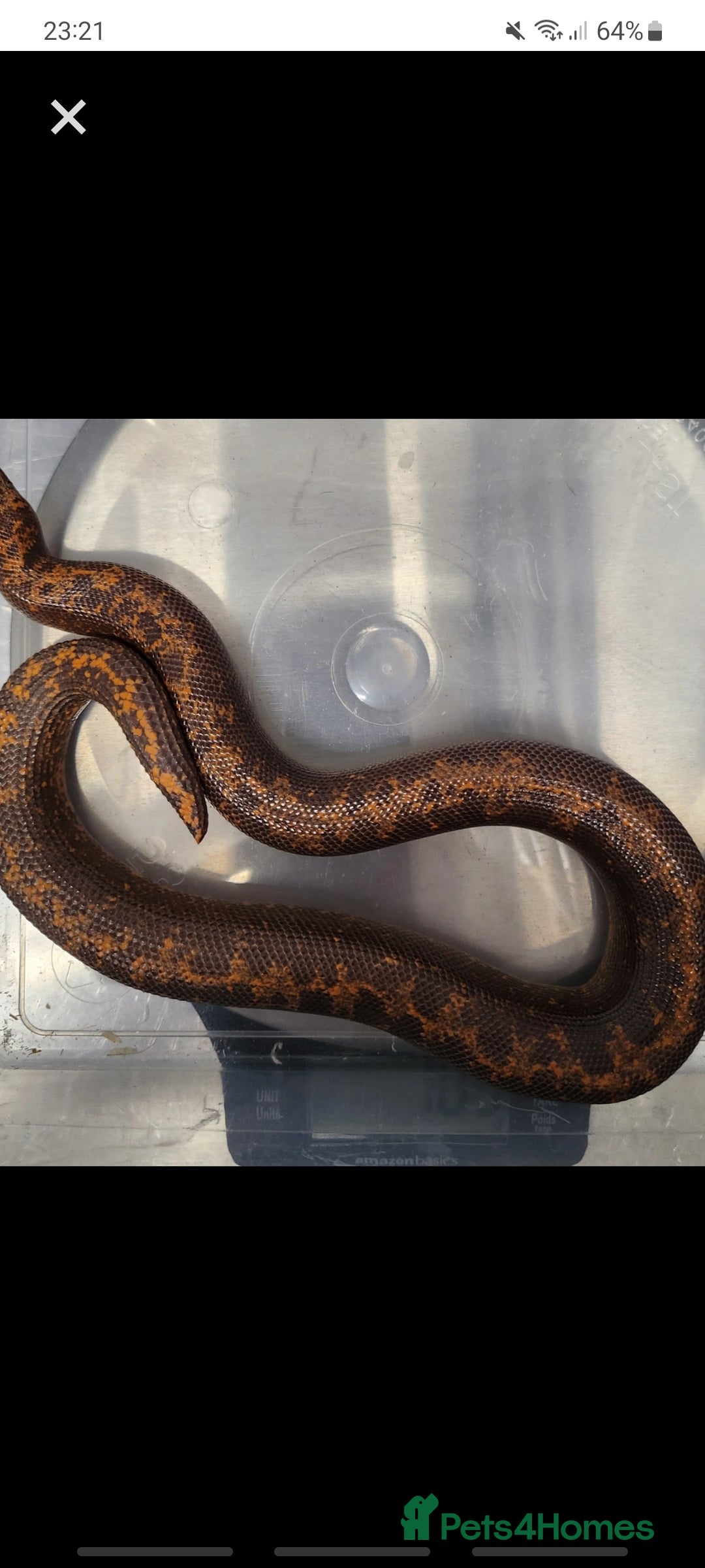 Snake reptiles for sale: Pair of Kenyan sandboas  - Image 3