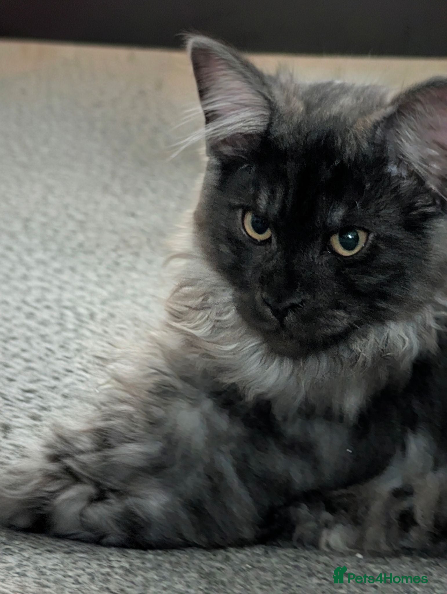 Maine Coon cats READY NOW  - Advert 7