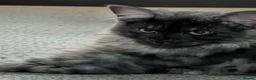Maine Coon cats for sale: Large kittens growing nicely  - Advert 4