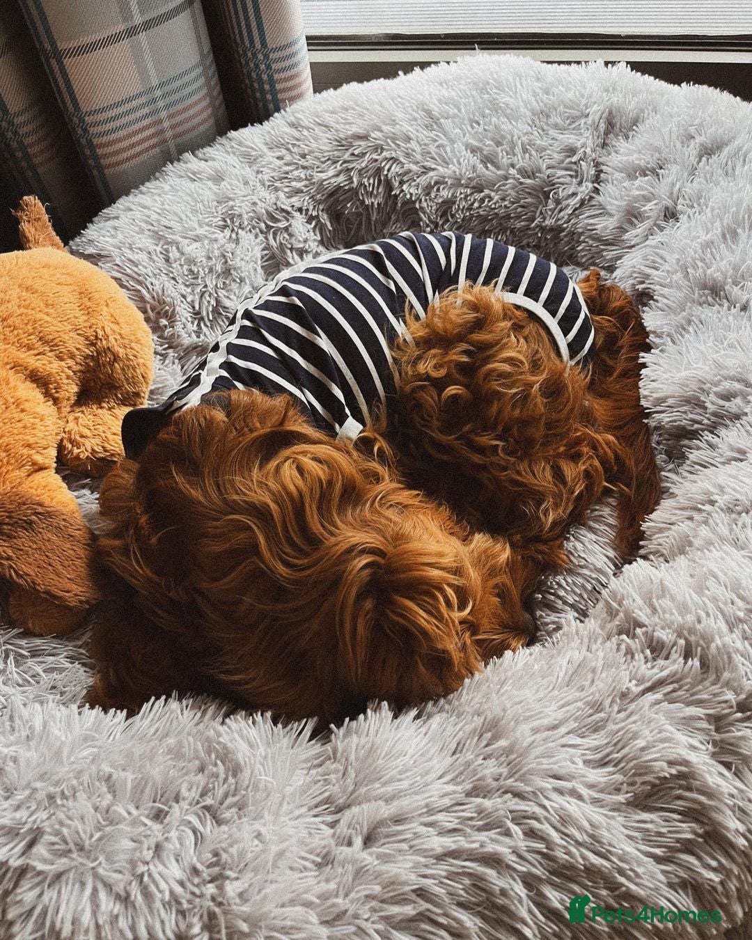 Cockapoo dogs for sale: Beautiful 7Month-Old Puppy Luna - Image 2
