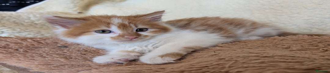 Maine Coon Kitten 3