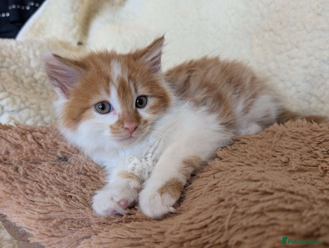 Maine Coon cats for sale: Maine-coon Mix for sale 😼 - Image 5