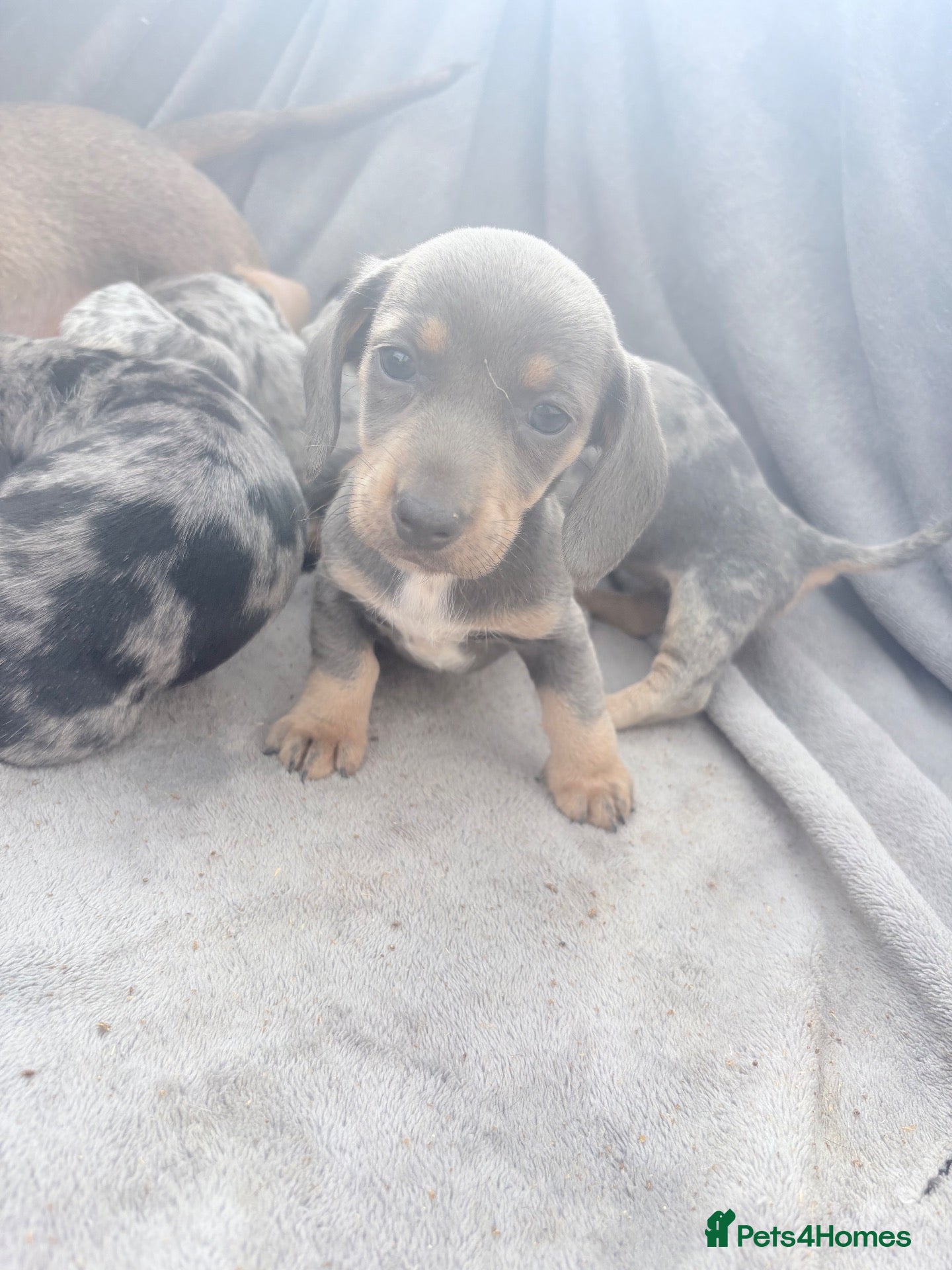 Miniature Dachshund dogs Beautiful dachshund puppies  - Advert 1