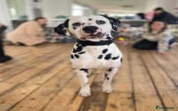 Dalmatian dogs for sale: Top quality show type Dalmatian pups 🐶  - Image 13