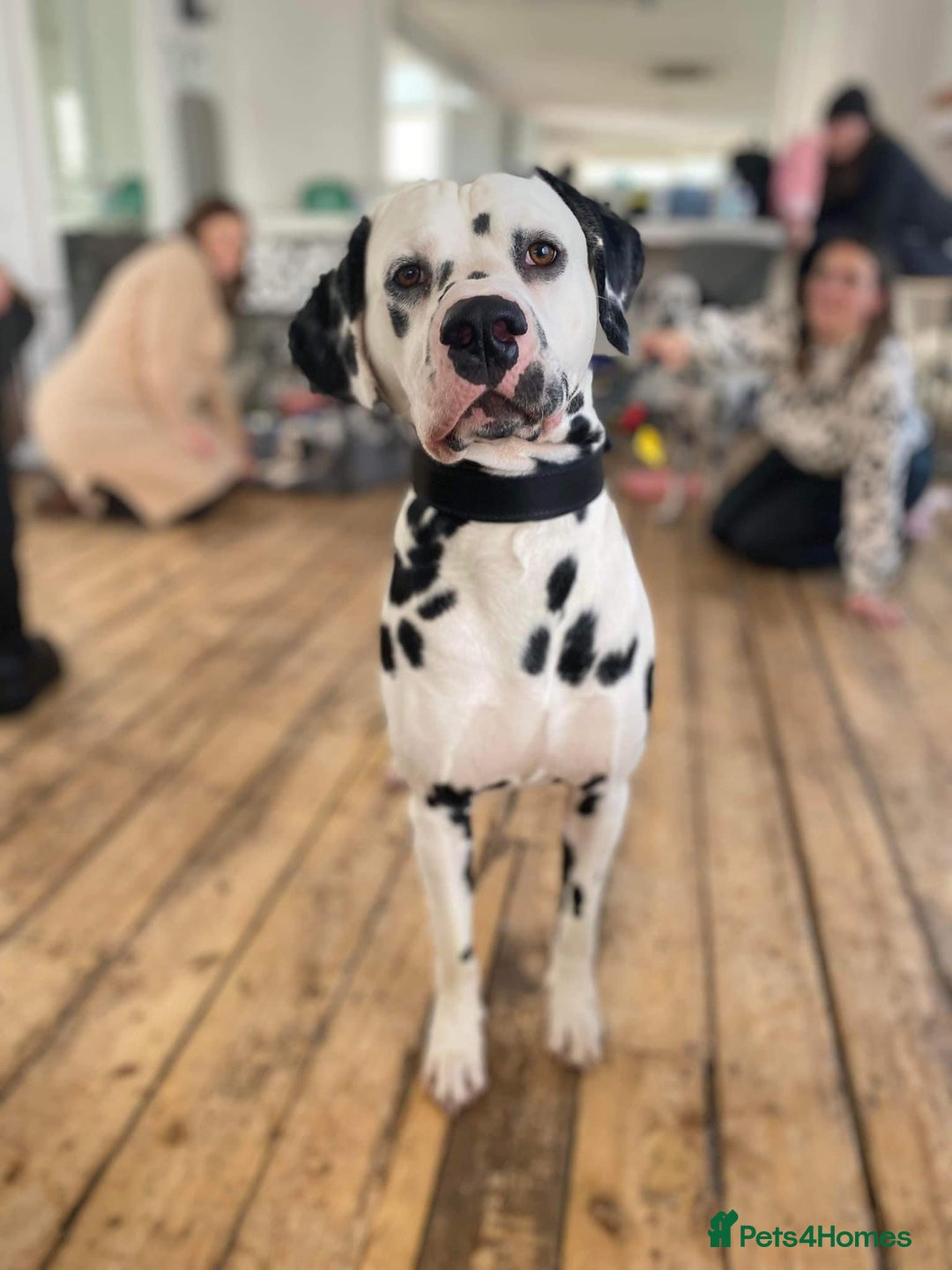 Dalmatian dogs for sale: Top quality show type Dalmatian pups 🐶  - Image 13