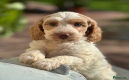 Cockapoo dogs for sale: Unusually fabulous cockapoos   - Image 3