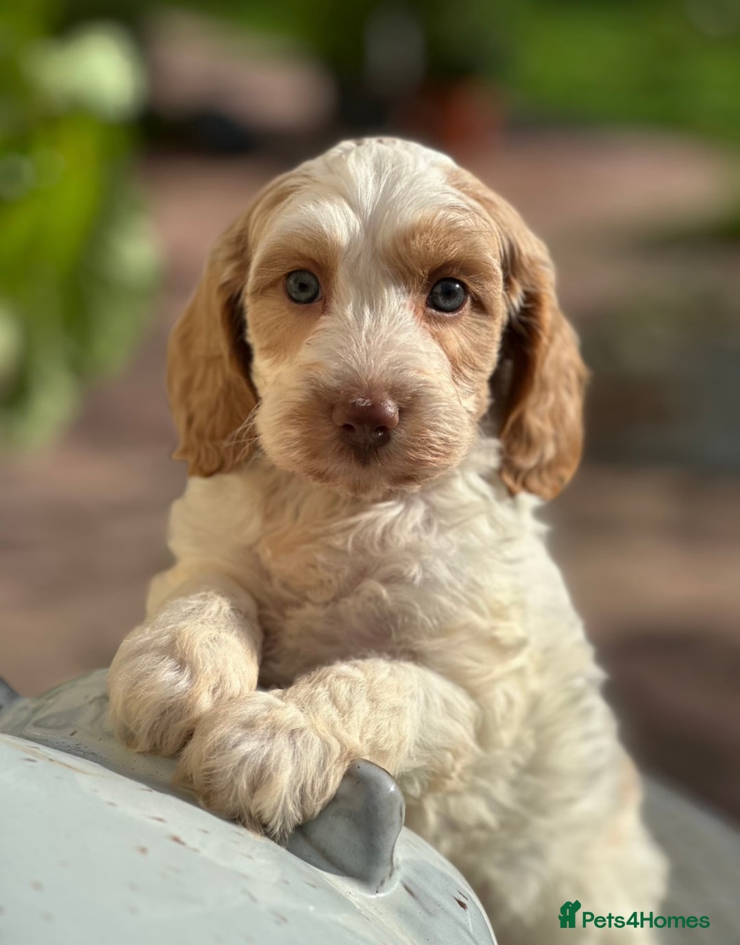 Cockapoo dogs for sale: Unusually fabulous cockapoos   - Image 3