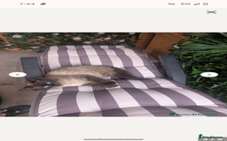 Ragdoll cats for sale: Absolutely gorgeous ragdoll kittens - Image 5