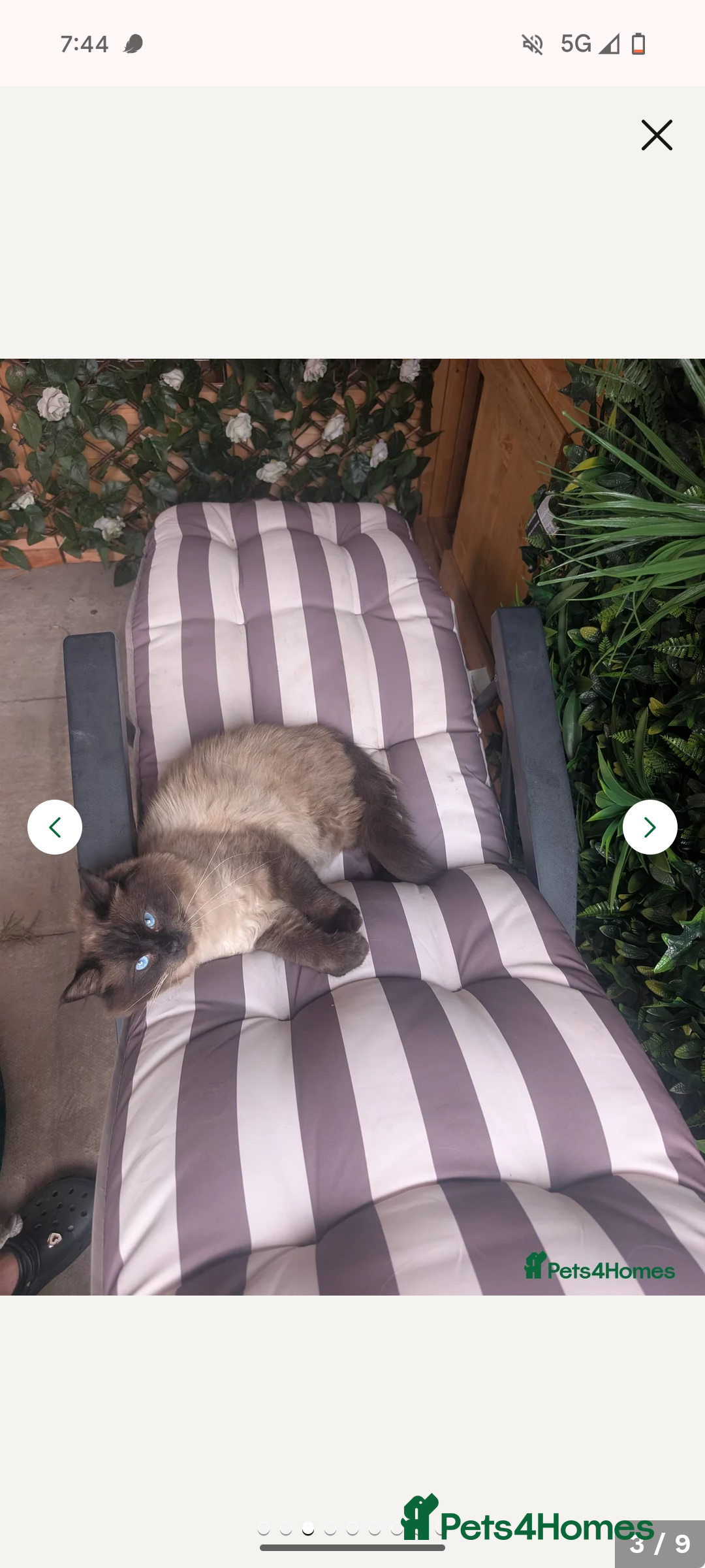 Ragdoll cats for sale: Absolutely gorgeous ragdoll kittens - Image 5