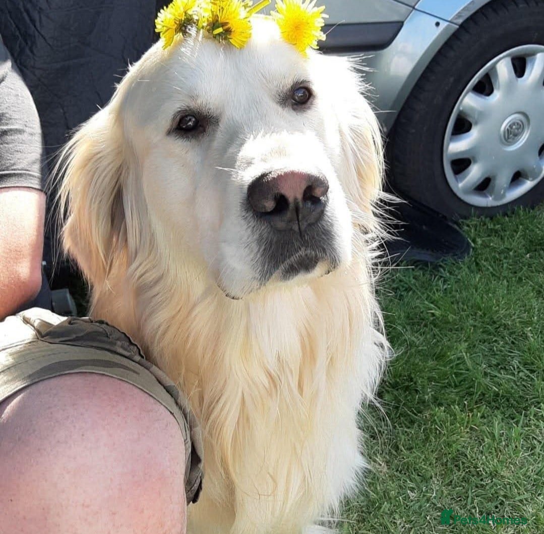 Golden Retriever dogs Purebred KC Registered Golden Retriever for Stud - Advert 12