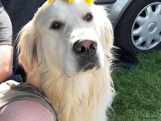 Golden Retriever dogs for stud - Advert 1